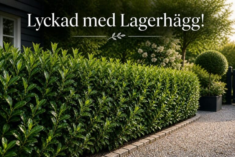 Hur lyckas man med lagerhägg? 7 odlingstips