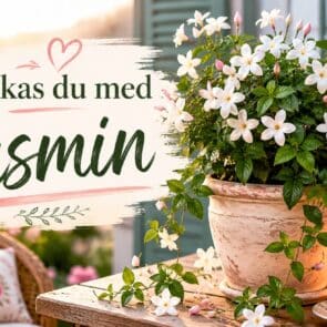 Jasmin blomma – skötsel och planteringstips