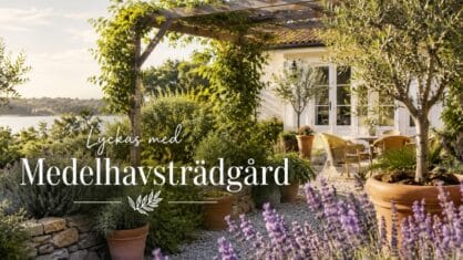 Hur får man en Medelhavsträdgård hemma? 10 bra tips
