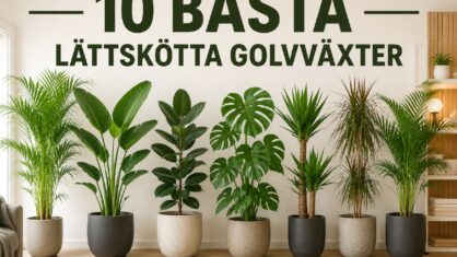 Vilka golvväxter är bäst? 10 lättskötta favoriter