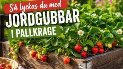Hur odlar man jordgubbar i pallkrage? 7 bästa tips