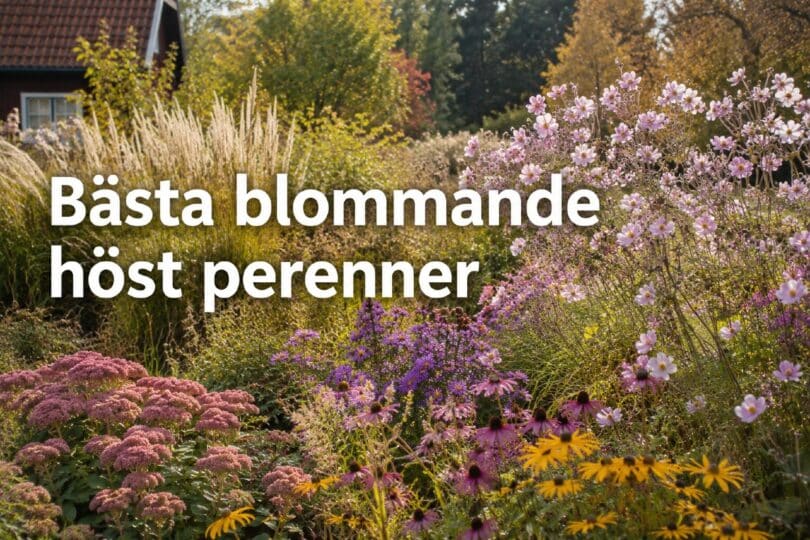Blommande höst perenner