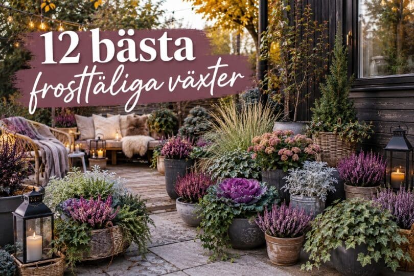 Frosttåliga växter bästa
