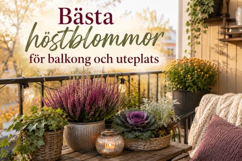 bästa Höstblommor balkong