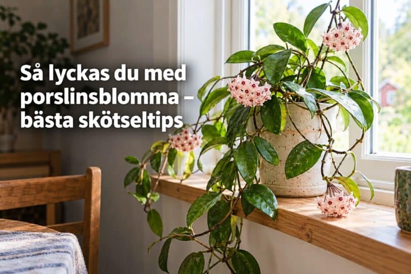 Porslinsblomma skötsel tips