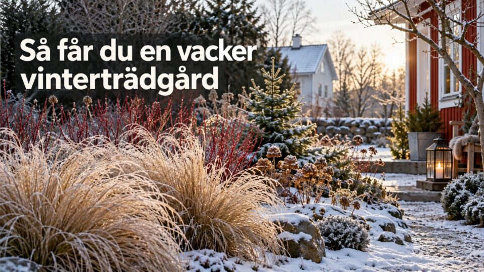 Vacker vintertradgard tips